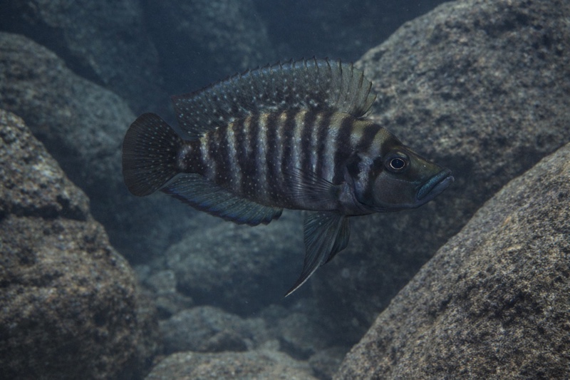 Altolamprologus compressiceps 'Kikoti'